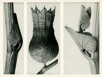 Aristolochia Clematitis. 1929 (fotogravura)